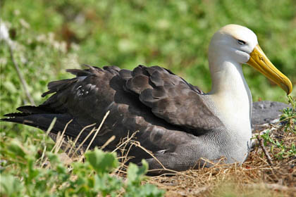 Waved Albatross Image @ Kiwifoto.com