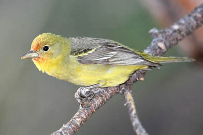 Western Tanager Picture @ Kiwifoto.com