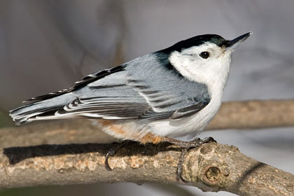 White-breasted Nuthatch Picture @ Kiwifoto.com