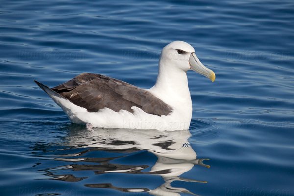 White-capped Albatross Photo @ Kiwifoto.com