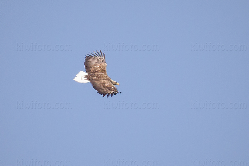 White-tailed Eagle Photo @ Kiwifoto.com