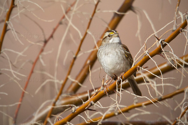 White-throated Sparrow Picture @ Kiwifoto.com