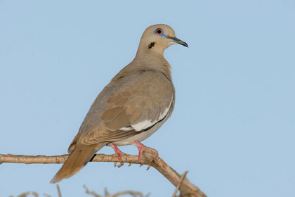 White-winged Dove Picture @ Kiwifoto.com