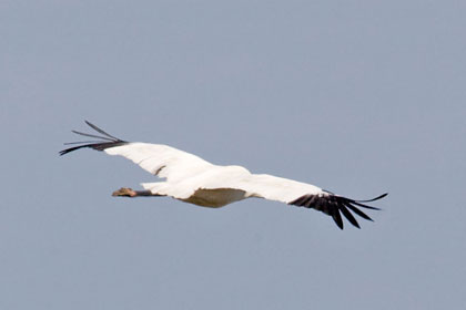 Whooping Crane Picture @ Kiwifoto.com