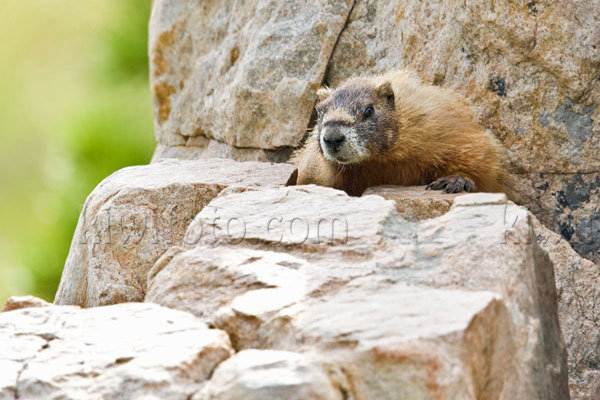 Yellow-bellied Marmot Photo @ Kiwifoto.com