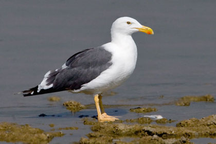 Yellow-footed Gull Picture @ Kiwifoto.com
