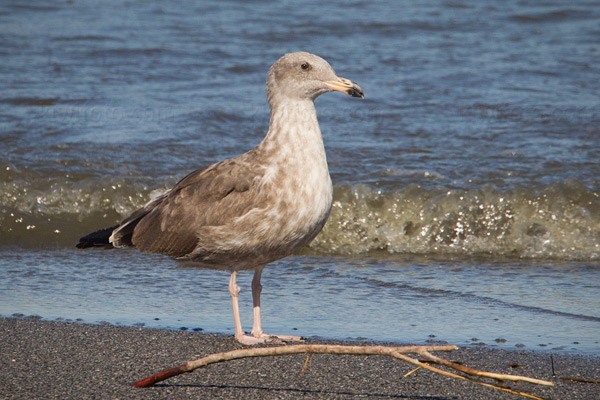 Yellow-footed Gull (1st cycle)