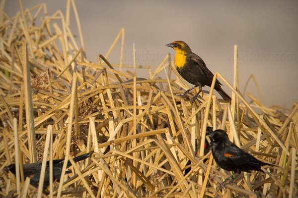 Yellow-headed Blackbird Image @ Kiwifoto.com