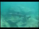 Whitetip Reef Shark Video