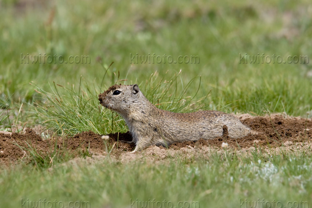 Belding's Ground Squirrel