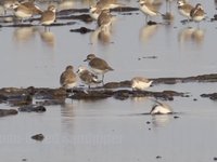 Spoon-billed Sandpiper (two) Video