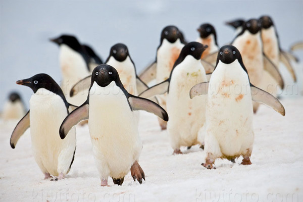 Adelie Penguin, Paulet Island, Antarctica
