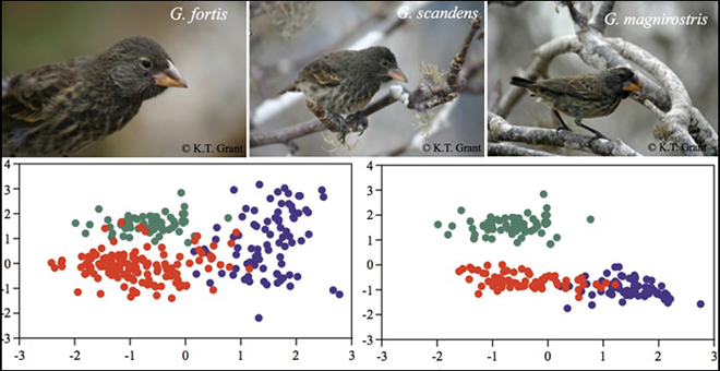 Darwin's Finches of the Galapagos Islands