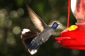 Blue-throated Hummingbird