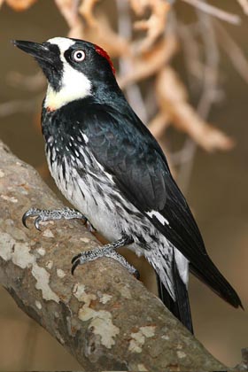 Acorn Woodpecker Photo @ Kiwifoto.com