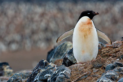 Adelie Penguin Picture @ Kiwifoto.com