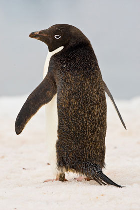Adelie Penguin Image @ Kiwifoto.com