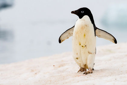 Adelie Penguin Picture @ Kiwifoto.com