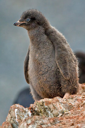 Adelie Penguin (chick)