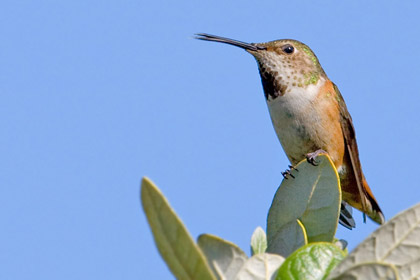 Allen's Hummingbird Image @ Kiwifoto.com