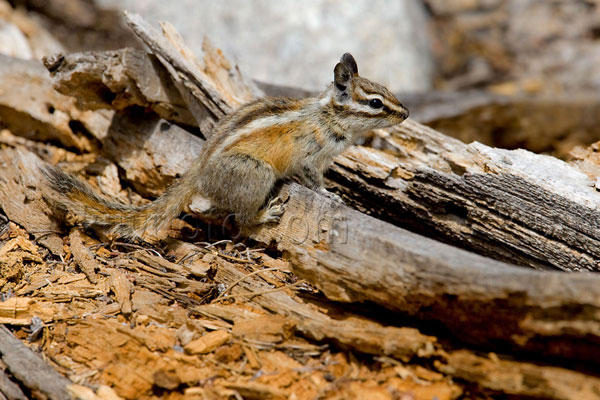 Alpine Chipmunk Picture @ Kiwifoto.com