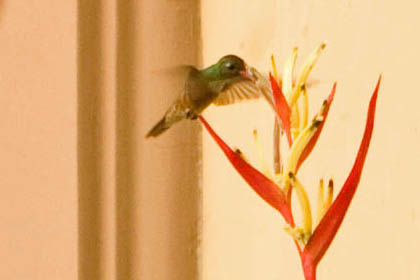 Amazilia Hummingbird Image @ Kiwifoto.com