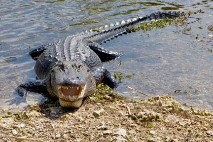 American Alligator Picture @ Kiwifoto.com