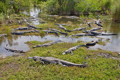 American Alligator Image @ Kiwifoto.com