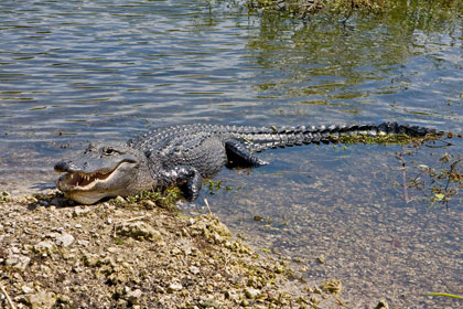 American Alligator Photo @ Kiwifoto.com