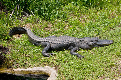 American Alligator Photo @ Kiwifoto.com