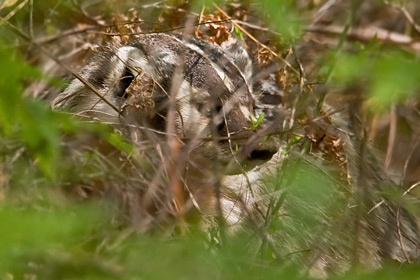 American Badger Photo @ Kiwifoto.com