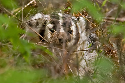 American Badger Image @ Kiwifoto.com