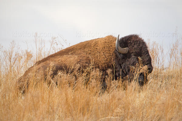 American Bison Image @ Kiwifoto.com