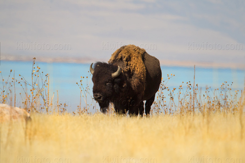American Bison Photo @ Kiwifoto.com