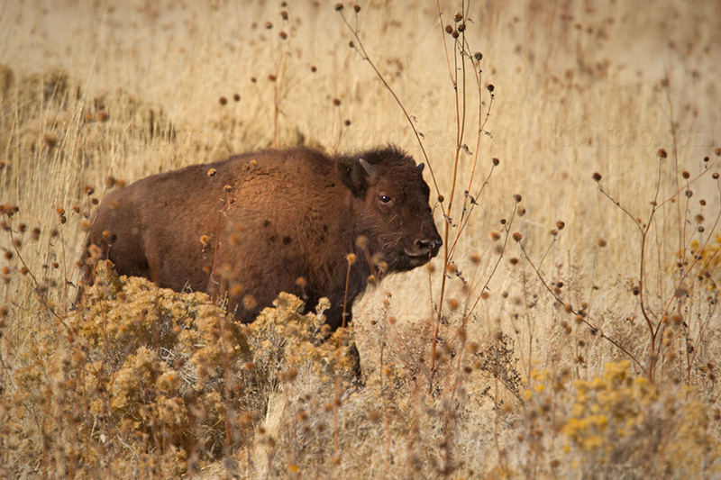 American Bison (calf)
