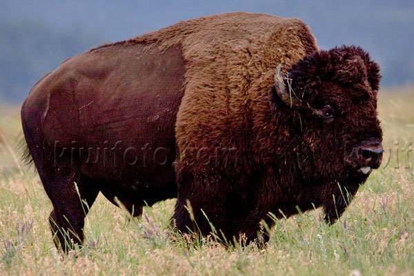 American Bison Image @ Kiwifoto.com