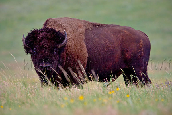 American Bison Picture @ Kiwifoto.com