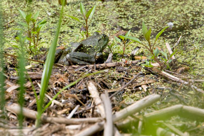 American Bullfrog Photo @ Kiwifoto.com