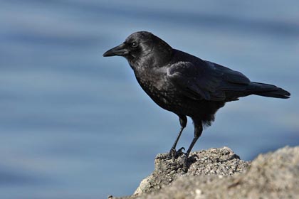 American Crow Photo @ Kiwifoto.com