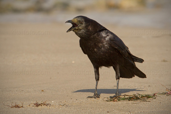 American Crow Image @ Kiwifoto.com