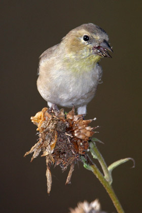 American Goldfinch Picture @ Kiwifoto.com