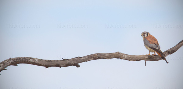 American Kestrel Picture @ Kiwifoto.com