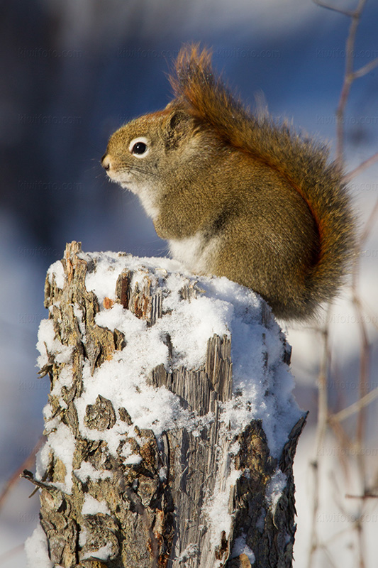 American Red Squirrel Photo @ Kiwifoto.com