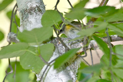 American Redstart (female on nest)