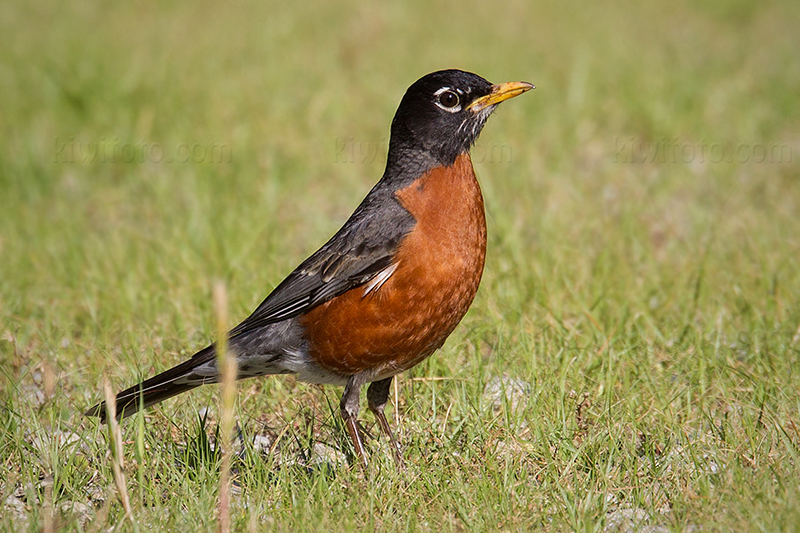American Robin @ Addyston, OH (Kirby Nature Center)