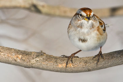 American Tree Sparrow Image @ Kiwifoto.com