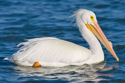 American White Pelican Image @ Kiwifoto.com