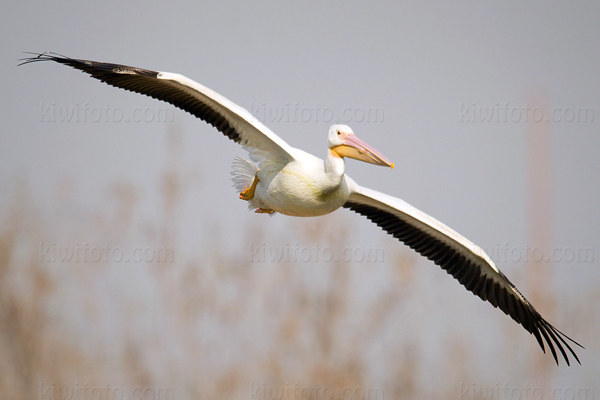 American White Pelican Photo @ Kiwifoto.com