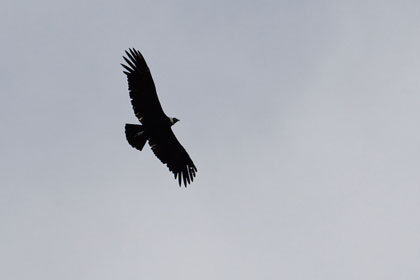 Andean Condor Picture @ Kiwifoto.com