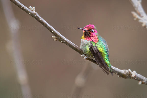 Anna's Hummingbird Picture @ Kiwifoto.com